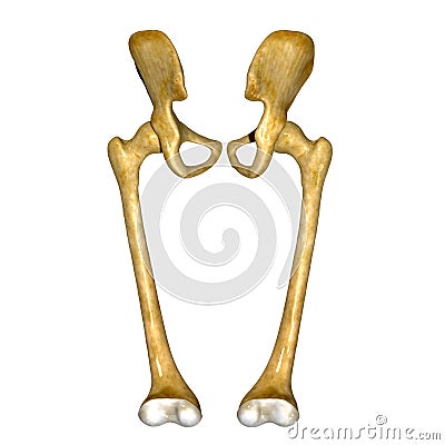 Femur bones and joints Stock Photo